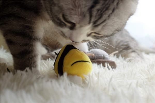 Interaktive kattleker med dyrelyd, interaktivt pipende katt