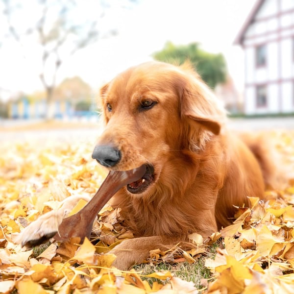 Dotpet hund leksaker för aggressiva tuggare, hund tugg leksaker för Lar