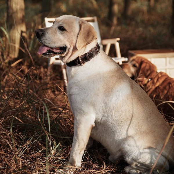 Halsband i äkta läder för hund, kraftigt hundhalsband, brett hundhalsband för små hundar, medelstora hundar, stora hundar och extra stora hundar (M: 2,5 cm brett f Brown S