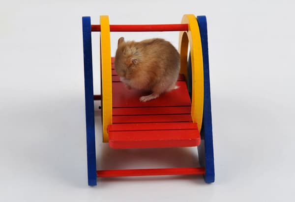 Regnbue Hamsterhus Tunnel Huske Stige Plattform Leke