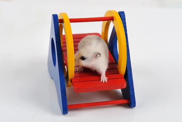 Regnbue Hamsterhus Tunnel Huske Stige Plattform Leke