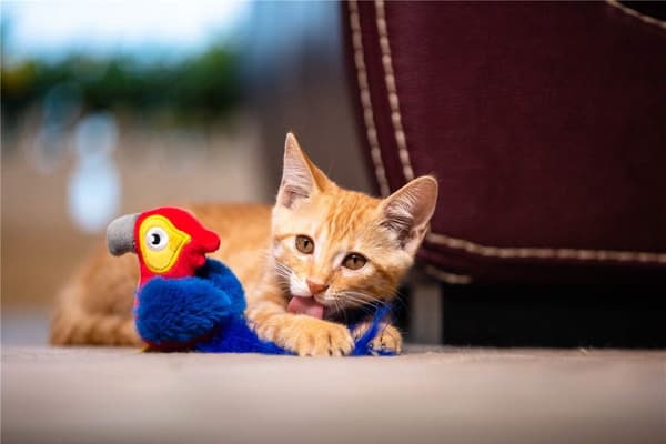 Interaktiv katt leksak djur ljud interaktiv pipande katt