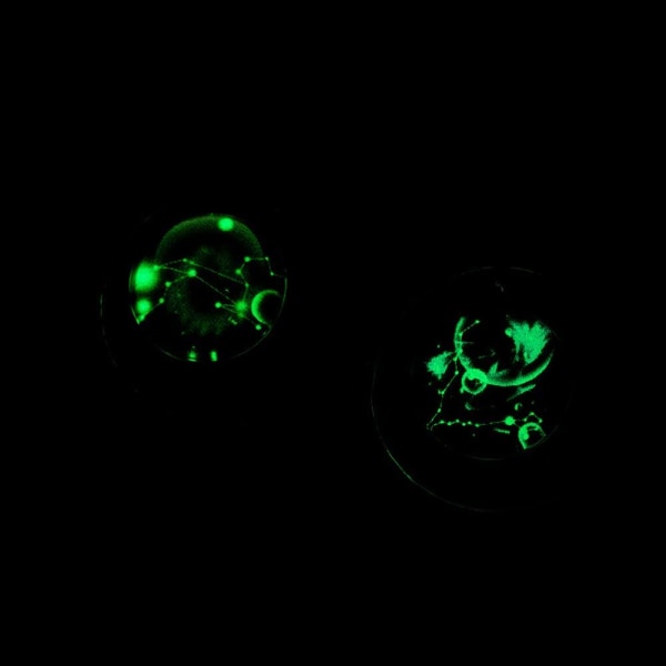 Wekity Halvmåne i rostfritt stål 12 stjärntecken zodiak