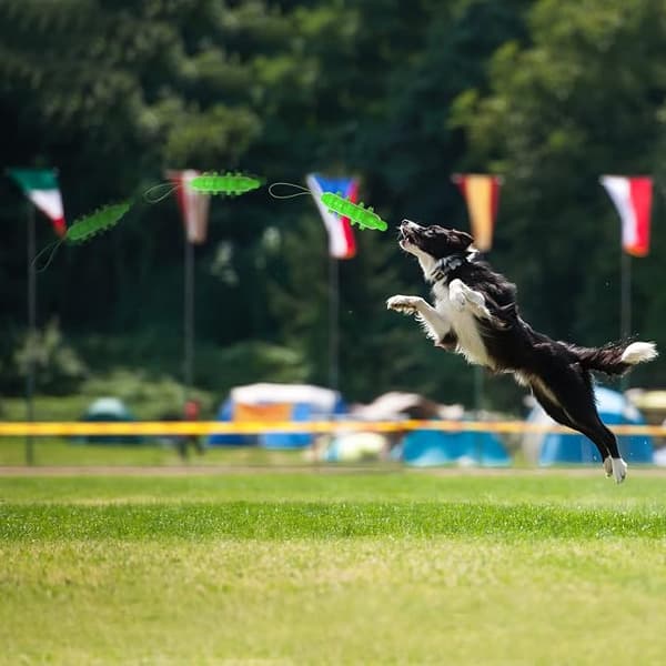 Interaktive Bidelegetøj til hvalpe Hundebidelegetøj til