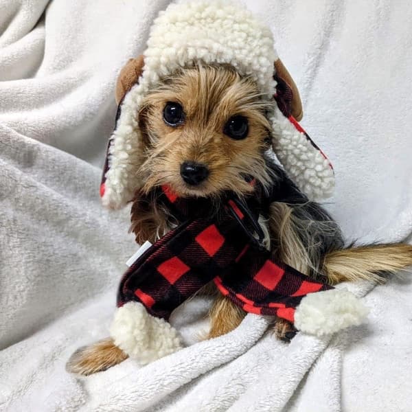 Festlig stor gevir bøffelternet kæledyrshat - SnugFit juleferie tilbehør til hunde og katte M