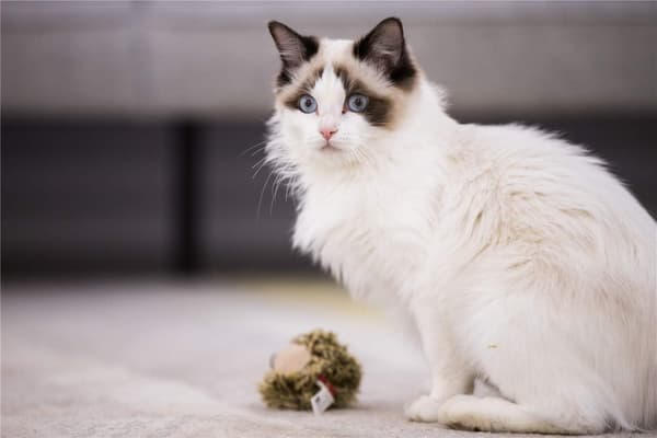 Interaktive kattleker med dyrelyd, interaktivt pipende katt