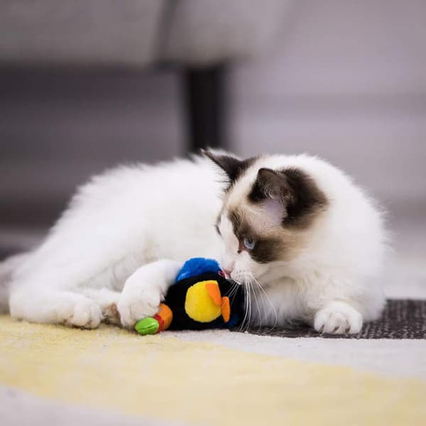 Interaktive kattleker med dyrelyd, interaktivt pipende katt