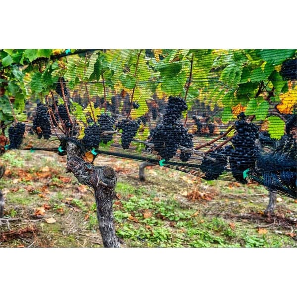 4m x 10m Black Bird Net - Protects Fruit Trees & Vegetables - Durable & Lightweight