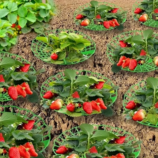 Kraftig jordbær- og vannmelonstativ - hagestøtteramme, trelags solid design 50pcs