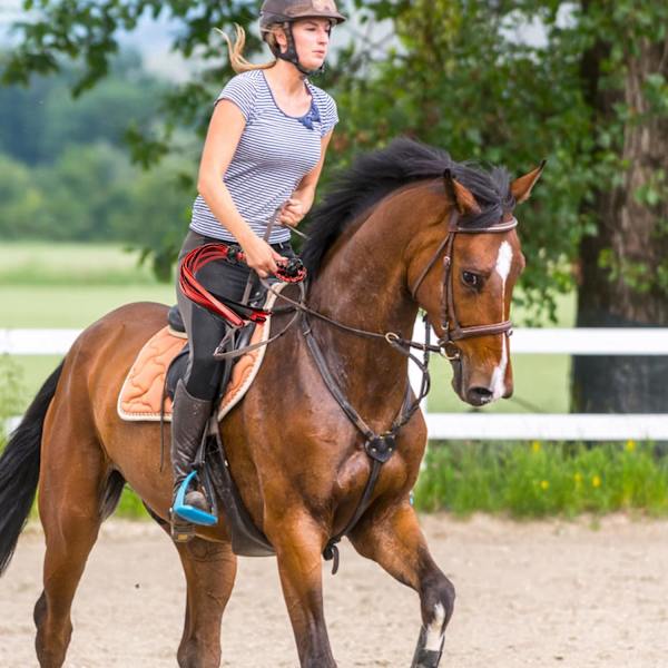 1 st Röd Ridpiska, Läder Ridpiska, Hästridning