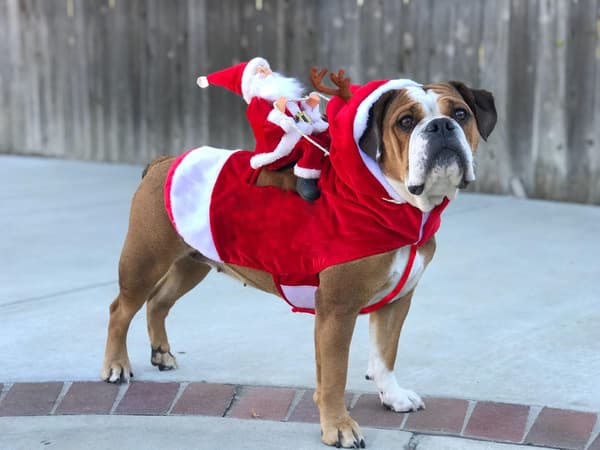 Julekostume til Hund, Vintertøj til kæledyr Julekæledyr
