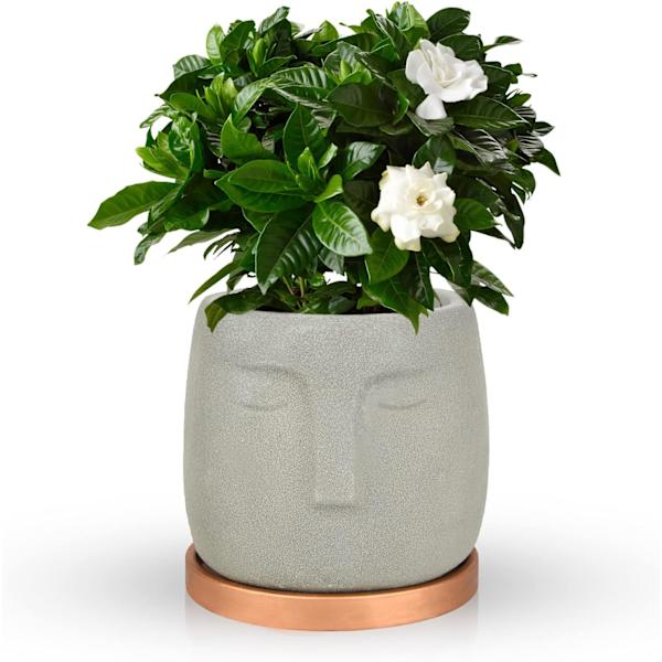 Cementblomkruka i keramik, sfinx, enkel, litterär, modern