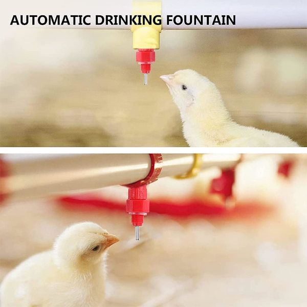 Automaattiset juomat, vesinippijuoma, siipikarjan juoma