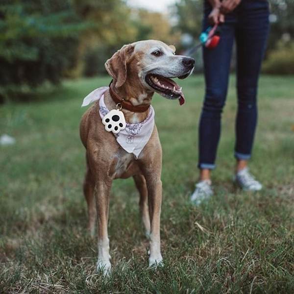 4 sorte og hvide mini Bluetooth kæledyrs-tracker - kat / hund GPS