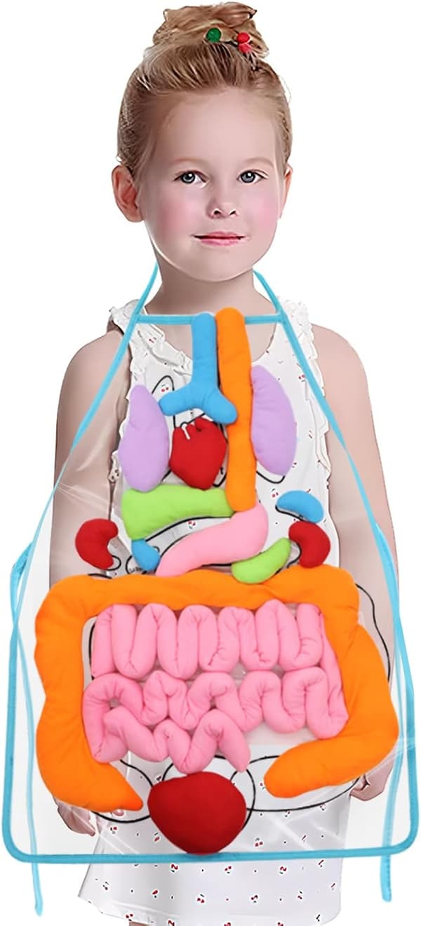 3D Organ Forklæde, (Opgraderet Version) Anatomi Forklæde Menneskekroppens Organer