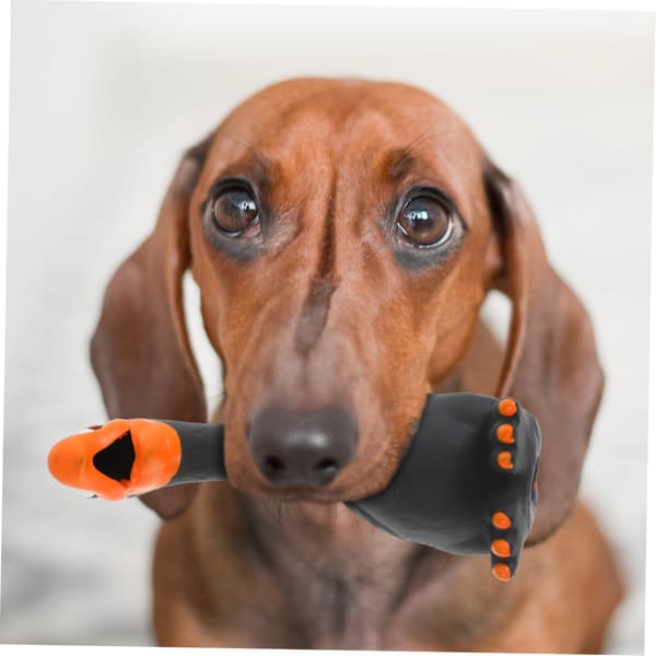 Hunde tyggeleke som kvitrer