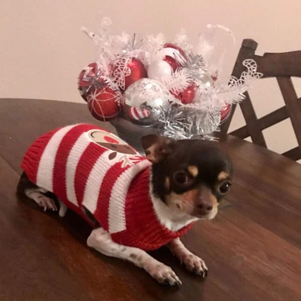Hundtröja, vinterhundtröja, jultröja-hund