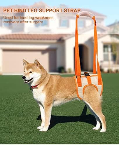 Orange Dog Assist Strap (S Midja 28-36cm, Benlängd