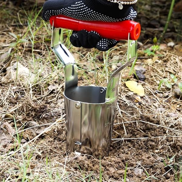 Løgplanter - Løgtransplanter, ideel til plantning (grøn
