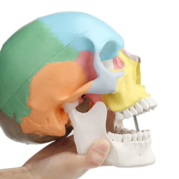 1 minifärgad anatomimodell för mänsklig skalle, målad medicinsk skalle,