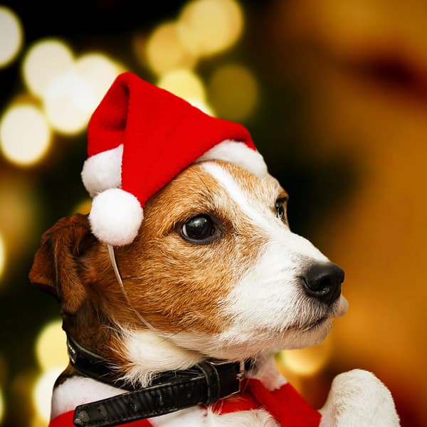 5 stk Hundesett Julehatt Justerbar 3D Julehatt