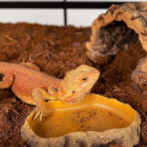 Krybdyr Vandskål Terrarium Vandskål Foder Skål til Krybdyr