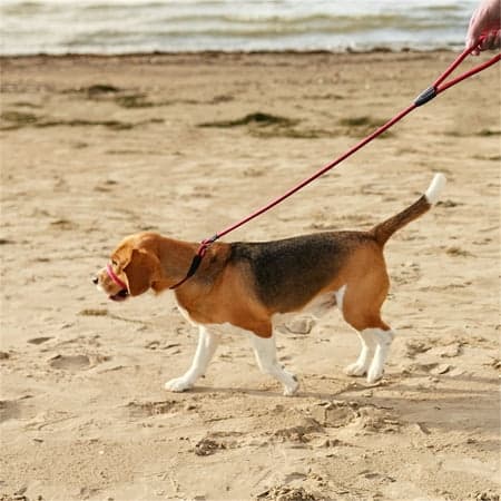 Hundemundsnøre i Nylon, Super Blød, Til Udendørs