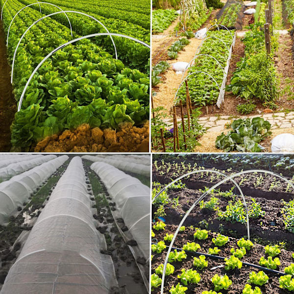 30 st Horticultural växter, blommor, grönsaker, växthusfågel