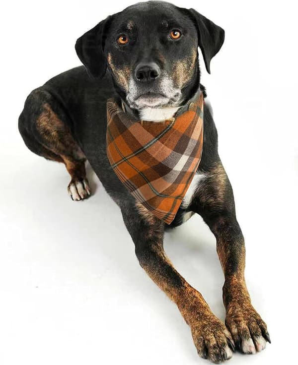 2-pak efterårs- og Thanksgiving-hundehalstørklæder, orange ternet kæledyrstørklæde til