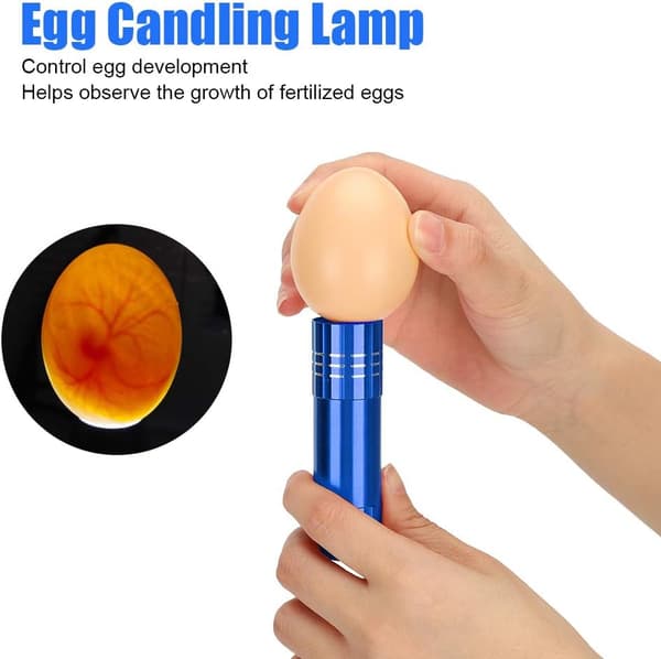 En egg-inkubator-tester, egglys, søkelys, sterkt kaldt