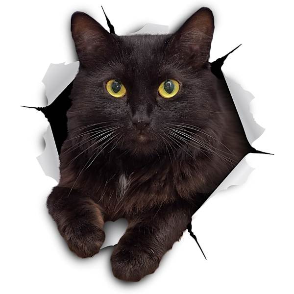 5-pack - 3D-kattdekaler - Svarta kattväggdekaler - Kattälskare
