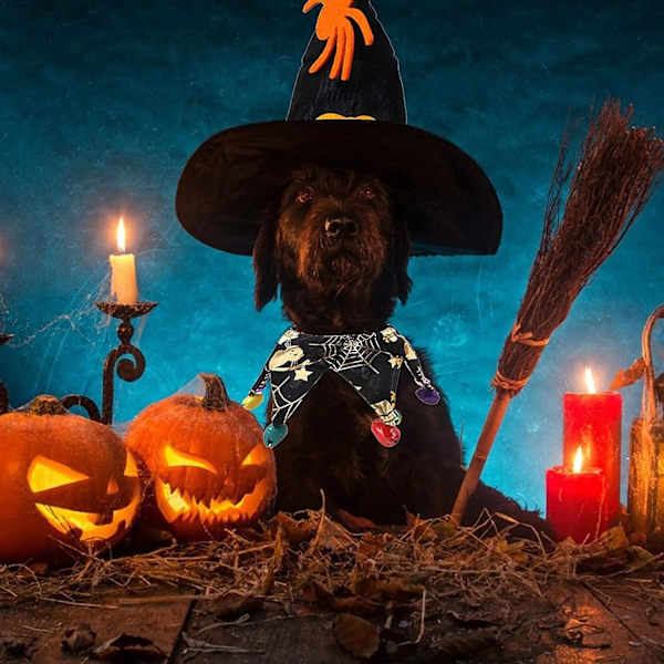 Halloween-kostym för husdjur, kattkostym, krage, kappa med hatt, trollkarl