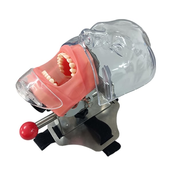 Enkelt form för dental simulering - enkel tanddocka,