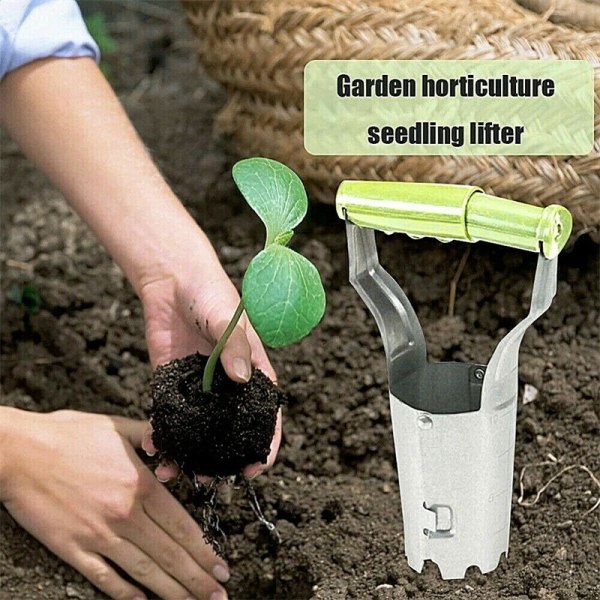 Løgplanter - Løgtransplanter, ideel til plantning (grøn