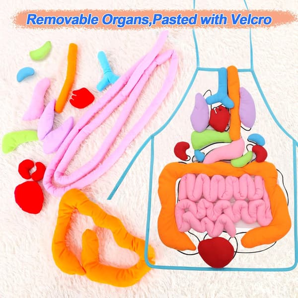 3D Organ Forklæde, (Opgraderet Version) Anatomi Forklæde Menneskekroppens Organer