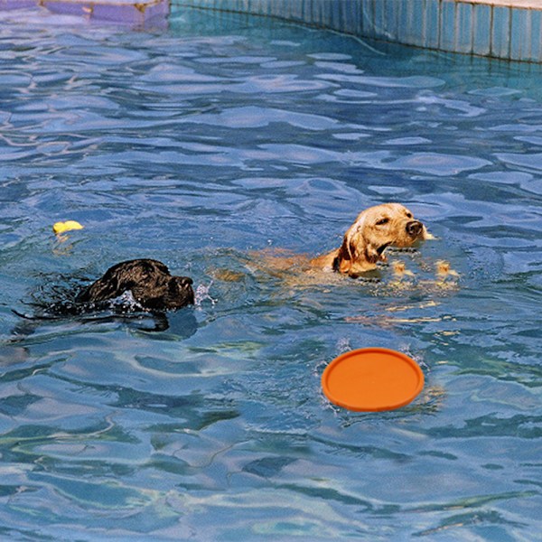 Frisbee för Hund Golden Retriever Praktisk Hundträning Husdjursleksak