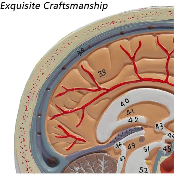 Anatomisk modell av kentaurhode - med vaskulær nervemodell - for