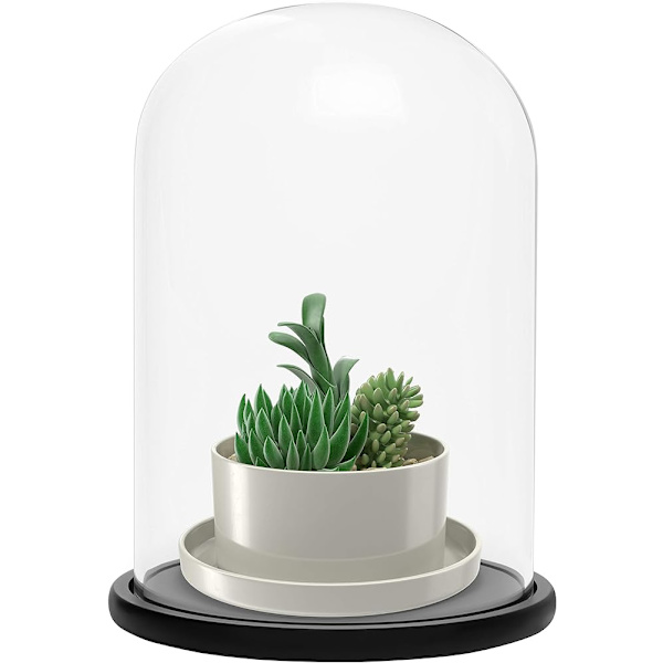 Sort træbase 20 cm - transparent dekorativ glas klokke