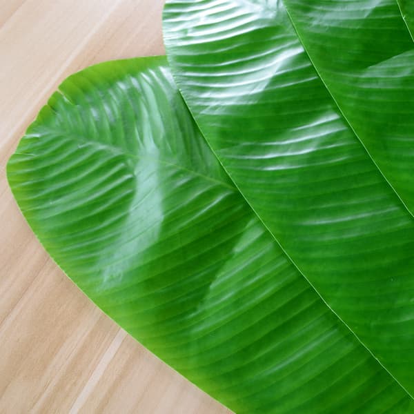 4 gröna stora simuleringsbananblad, tropisk simulering