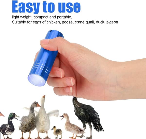 En egg-inkubator-tester, egglys, søkelys, sterkt kaldt
