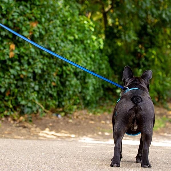 Rullbart Hundkoppel - Grå, 8 Meter - Förlängare med Halksäker