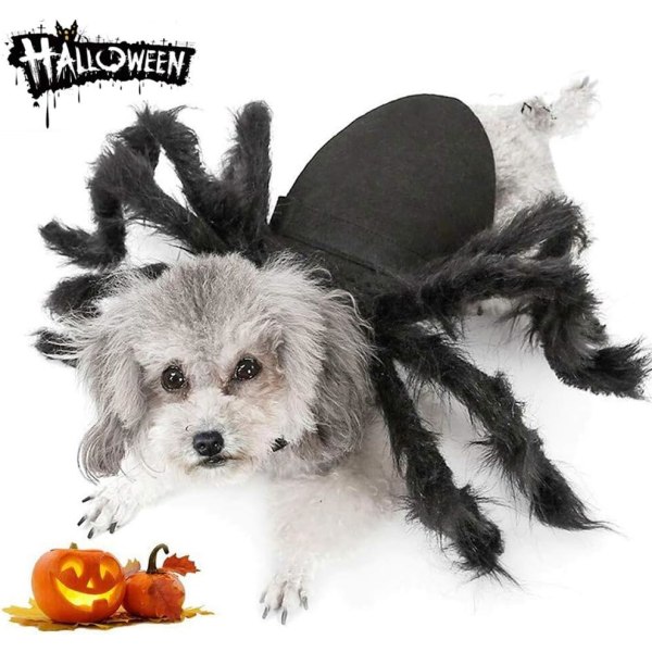 Koirakissa hämähäkkiasu Halloween-juhlakoristeluihin, Halloween