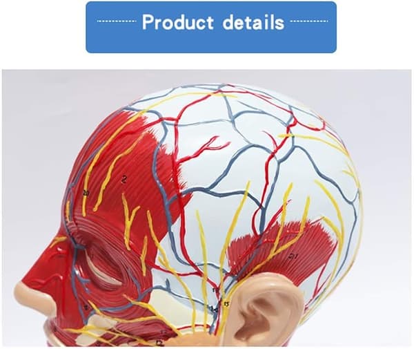 Kentaurhovedets anatomiske model - med vaskulær nervemodel - til