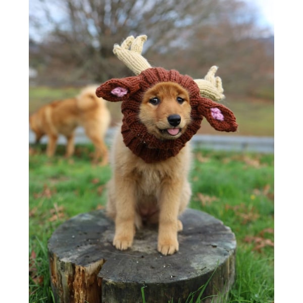 Hundekostyme - Ørevarmere uten klaff for kjæledyr Halloween-hatt