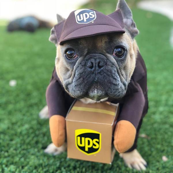 Pet Ups Pal Hundkostym, Rolig Express Hundkläder