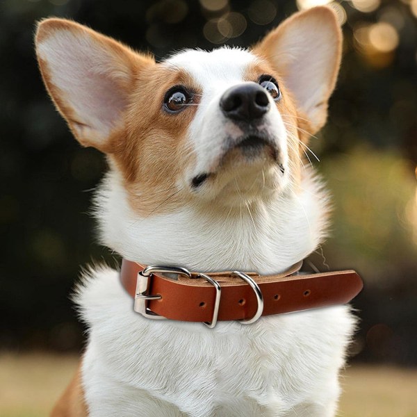 1st rullad hundhalsband i läder - bekväma halsband för medium