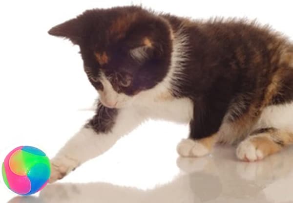 2 stk (5,5 cm) Ballleke for Hund og Katt, Lysende Hundeballer, LED