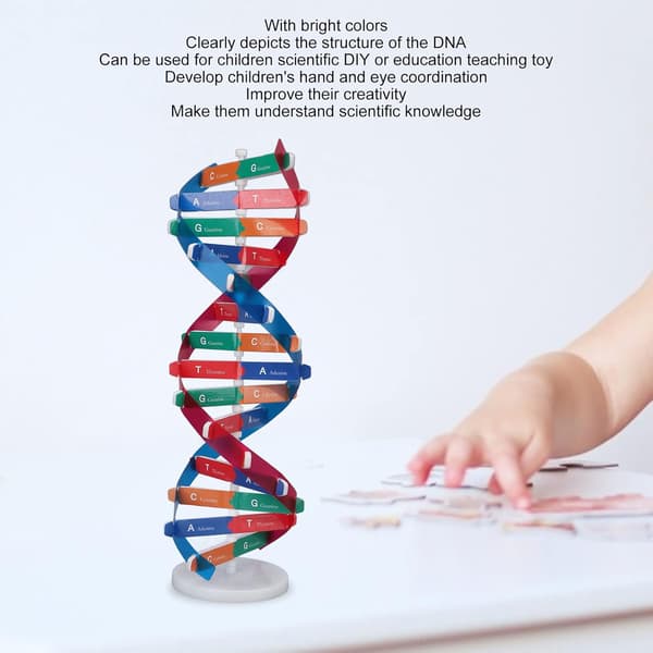 Färgad Human DNA-modell, DNA-modeller Dubbelspiral Montering Modell Utbildningsleksak
