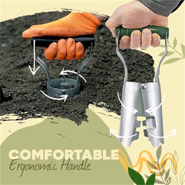 Løgplanter - Løgtransplanter, ideel til plantning (grøn