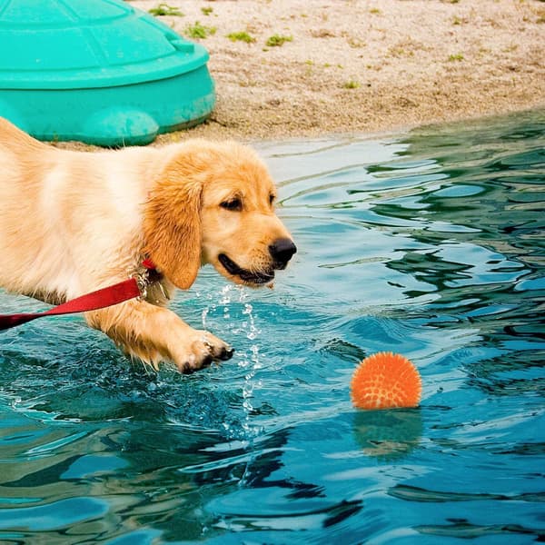 3 stk. Hundelegetøjsbolde, Hundepipbolde, Hundekiggebold, Pool Flydelegem